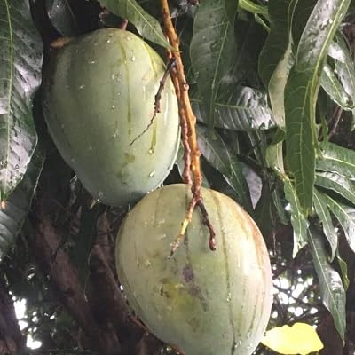 Image of Keitt Mango Hybrid 1 Live Plant (Grafted Plant, 2-3 Feet Height) Healthy For Home Garden PB 57