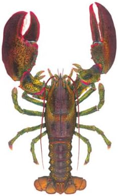 1 1/2 lb Lobster - Flick Ford - Fine Art Print