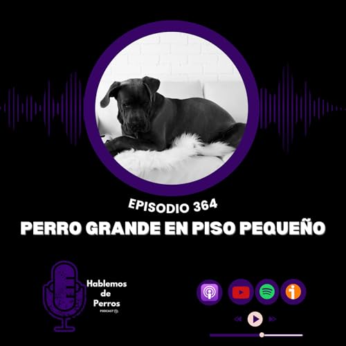 EP#364: Perro grande en piso peque&ntilde;o