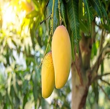 3pcs Yellow Mango Fruit Seeds