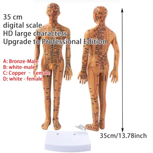 Modelo de puntos de acupuntura precisos con báscula digital y material duro 3