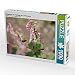 Produktbild CALVENDO Puzzle Wildbienen. Die Pelzbiene am Lerchensporn 1000 Teile Lege-Größe 64 x 48 cm Foto-Puzzle Bild von Anja Frost