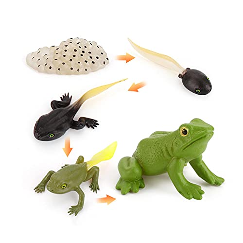 Tier-Lebenszyklus-Spielzeug-Set, Frosch Lebenszyklus-Set, Waldtierfiguren, Lernwerkzeug, Figuren, Spielzeug-Set für Kindergarten, frühkindliche Bildung, Größe: Frosch Cover