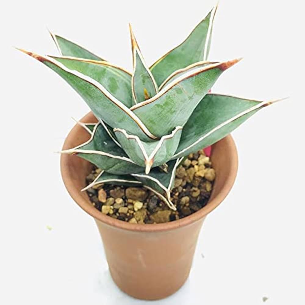 専用　Sansevieria pinguicula Longifoli Sansevieria pinguicula