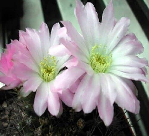 10 semillas de arisaema Tortuosum ALQ de látigo cobra lirio floración perenne