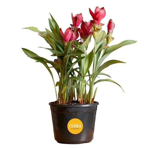Costa Farms Curcuma Hidden Ginger Live Plant in Plastic Pot Flowering Outdoor Houseplant Perfect for Home Room or Office Decor Great House Warming or Birthday Gift 18-20 Inches Tall