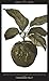Forbidden Fruit: From The Letters of Abelard and Heloise (Penguin Great Loves)