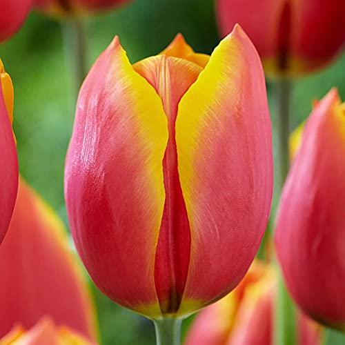 Tulipe en bulbe Lot de 5 Bulbes Tulipes Bulbe fleurs Tulipe triomphe Luba