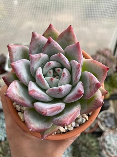 GPxA A ϗtA R[^ 5cZbg