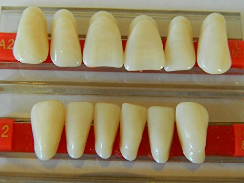 Halloween Horror Prop - Life Size Dental Acrylic Resin Teeth For Prop Building! #TOP1