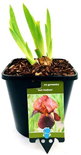 Se sei interessato ad altre nostre offerte digita: www.amazon.it/powerstoflowers