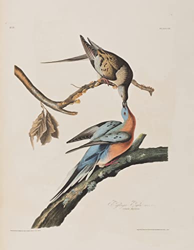 Affiche d'art d'oiseaux d'Amérique John Audubon impression 60x90cm pour déco