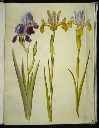 Tableau toile Iris Sambucina Hans Simon Holtzbecker affiches 60x90