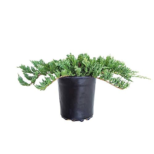 Blue Rug Juniper (2.5 Quart) - Live Evergreen Ground Cover P...