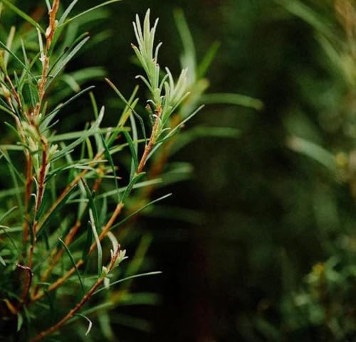 Aceite Esencial de Árbol de Té Orgánico 5 mL miniatura 5