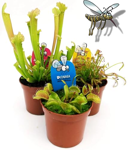 POWERS TO FLOWERS - PIANTE CARNIVORE TRIS, DIONAEA, DROSERA, SARACENIA, TRE PIANTE, VASO 9CM, piante vere