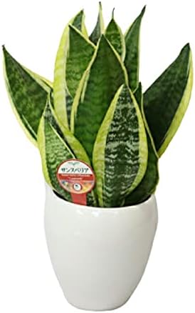 観葉植物 サンスベリア 5号鉢 トラの尾 超お洒落 白石付き 丸い陶器 新作入荷 空気清浄