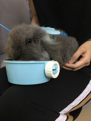 Image of Hypeety Rabbit Harness Adorable Angel Wings Leash Bunny Vest Harness and Matching Leash Set (Blue)