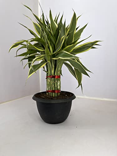 PLANTIFY LUCKY BAMBOO NEW VARIIGATED Natural Live Plant with Nursery Pot (B0C34BC1QQ) Amazon Price History, Amazon Price Tracker