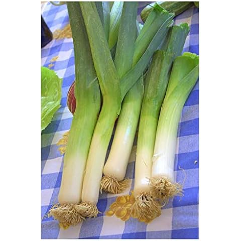 Premier Seeds Direct Organic Leek Elefant Seeds Cover