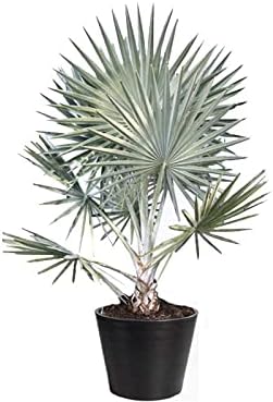 Dubai Garden Centre Bismarckia Nobilis Palm Outdoor Plant, Green