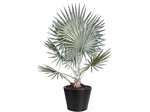 Dubai Garden Centre Bismarckia Nobilis Palm Outdoor Plant, Green