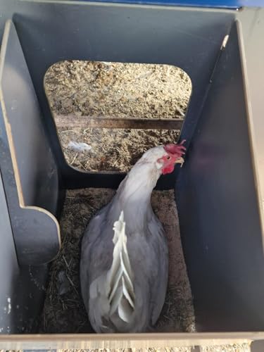 Pollaio per 8 10 galline ovaiole ornamentali POLLY CHALET L GREY con 2 posatoi 2 posti nido esterni porta sicura anti-predatore (manuale) anti acaro rosso (Made in Italy) - immagine 5