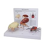 GPI Anatomicals - Hundeparasitenmodell (Milbe, Floh und Zecke)