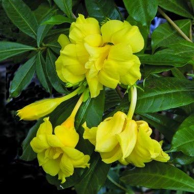 Indian Gardens - Allamanda Yellow Double Live Plant With Pot (Single Plant) (B08TTBR1M9) Amazon Price History, Amazon Price Tracker