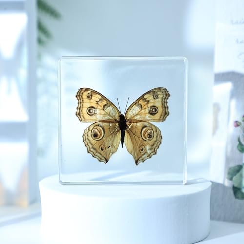 Real Butterfly Resin Paperweight,Butterfly in Resin for Children to Observe Creatures,Butterfly Specimen Paperweight for Desk, Office-Junonia almana(3x3x0.5inch)-D