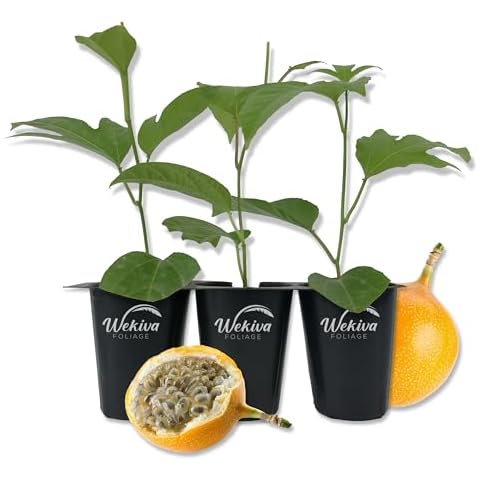 Giant Granadilla Passion Fruit Plant - 3 Live Tissue Culture Starter Plants - Edible Fruit Bearing Vine for The Patio and Garden Cover