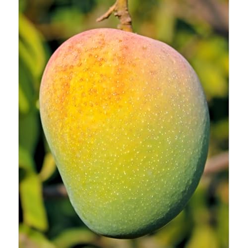 Image of Delicious Testy Grafted Plant Kesar Mango Fruit Tree || For Home Garden fruit tree plant outdoor indoor plant