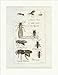 Kunstdruck Marioneta de hormigas de abejas, herbicida de Waldameise, avispas, avispas, insectos, Buffon 310