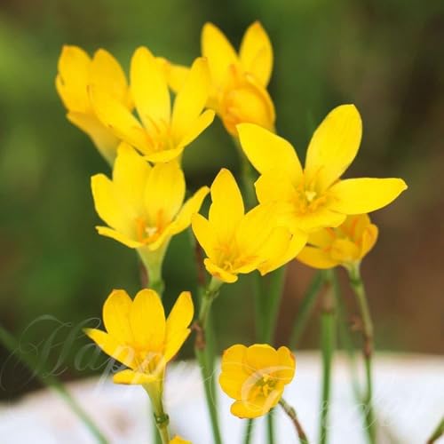 [World Fantasy Garden] 芽出し球根苗 ゼフィランサス シトリナ 1鉢3.5号 3球植え 【お届け中】 WFG レインリリー 花苗 植えっぱなし 夏に咲く ガーデニング 花壇 鉢植え 寄せ植えのサムネイル