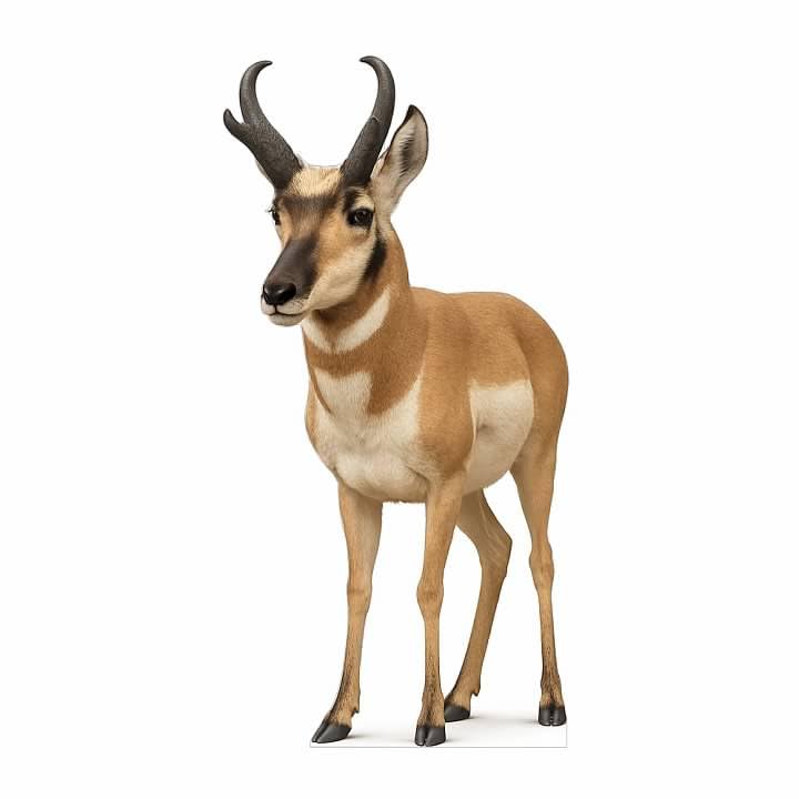 Image of Pronghorn 4FT Life Size Cardboard Cutout - A Fun Animal Standup for Photo Booths, Birthday Parties, and Events