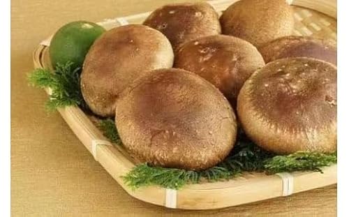 生しいたけ 肉厚シイタケ 無農薬 菌床栽培 110gX9(袋)[ハタモト農産]