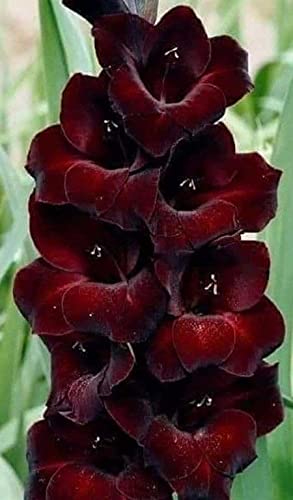 Radha Krishna Agriculture® Imported Variety Gladiolus, Sword Lilly Flower bulbs Hybrid mix colour For Home Gardening pack of 20 flower bulbs (B095J7XNHQ) Amazon Price History, Amazon Price Tracker