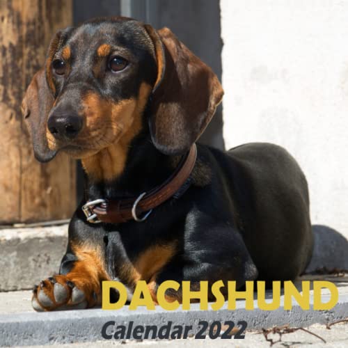 Dachshund Calendar 2022: Miniature Dachshund Mini Small Desk Calendar Monthly Planner, Fun Funny Dachshund Puppies Puppy Desktop Calendar, Animals Dog ... Cute Dachshund Lover Gift For Women Men. AQW