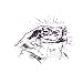 Bufo Alvarius