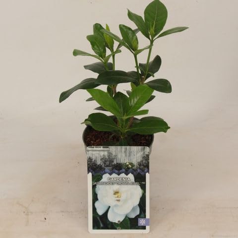 Gardenia jasminoides 'Crown Jewel' - Gardenia jasminoides Evergreen Shrub Fragrant Flowers in 10 cm Pot