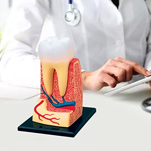 Modèle de dents éducatif WUURAA pour démonstration en classe - 6
