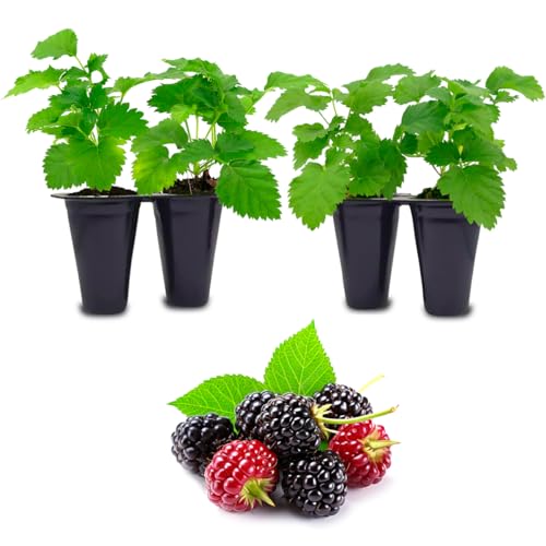 Berry Plant Boysenberry (4 Pack) | Grow Your own Food on Your Edible Organic Garden | Easy to Grow Plants | Edible Fruit Plant for Sustainable Living | Live for Planting |