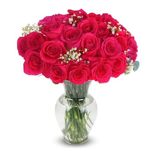 Hot Pink Roses Fresh Flowers Delivery by Wednesday, Mar 9th - 2 Dozen Roses for Delivery Farmhouse Flowers, Long Stem Roses Bouquet of Flowers, Fresh Cut Valentine Flowers for Delivery Aquarossa Farms