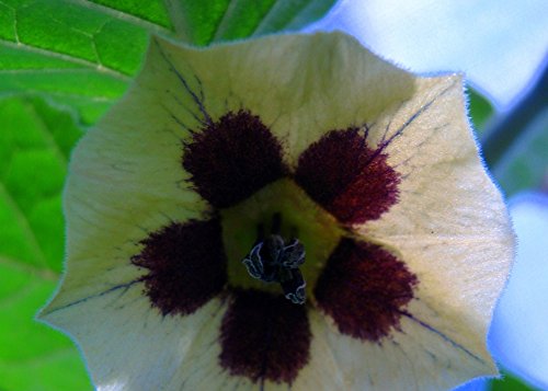 Physalis-Samen von Saflax – Kapstachelbeere, 100 Samen