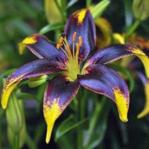 Lelie zaden, 100 Stks/zak Lelie Bollen Non-GMO Sierplanten Gemengde Kleur Bloemblaadje Office Desktop Bloemzaden voor… - Afbeelding 4