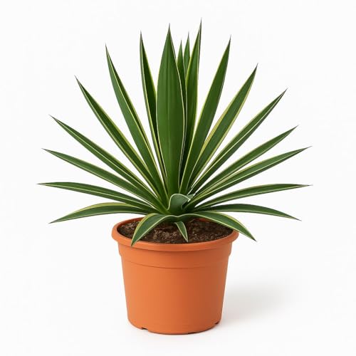 Trendyplants special - Yucca Gloriosa Variegata - Planta de jardín - Altura 40-60 cm - Tamaño de maceta Ø24cm