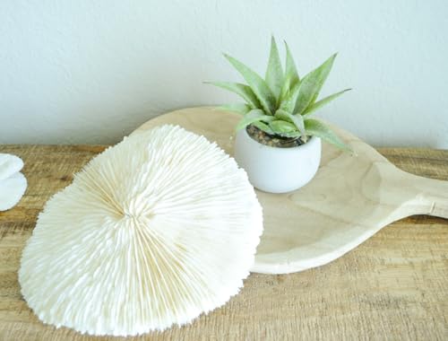 1 Natural Sea Mushroom Coral 3&ndash;4' &ndash; White/Bone Ocean Coral &ndash; Nautical Coastal Beach D&eacute;cor...