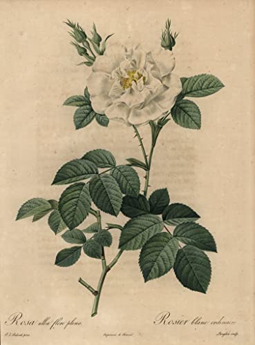 Poster sur toile Fleur Rosa Alba Flore Pleno de Redouté sans cadre pour déco salon 50x70 cm