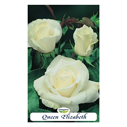 Rosal grandiflora color Blanco - Queen Elisabeth en bolsa (en cepellón)