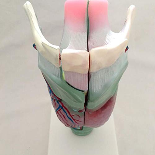 DYTAH Modello educativo ampliato allargata